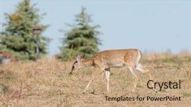  Presentation with hypertension in young - Amazing slides having young whitetail fawn odocoilus virginianus backdrop and a  colored foreground