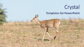  Presentation with young marines - Amazing PPT layouts having young whitetail fawn odocoilus virginianus backdrop and a  colored foreground