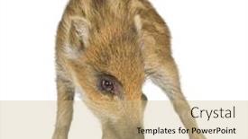  Presentation with boar - Presentation theme enhanced with young-wild-boar-in-front background and a coral colored foreground