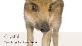  Presentation with boar - Theme consisting of young-wild-boar-in-front background and a soft green colored foreground