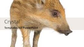  Presentation with boar - Cool new PPT layouts with young wild boar in front of a white background backdrop and a coral colored foreground