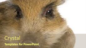  Presentation with boar - Presentation theme consisting of young-wild-boar-in-front background and a coral colored foreground