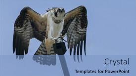  Presentation with sky blue - Slide deck with young-wild-osprey-sitting background and a light blue colored foreground