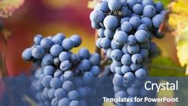  Presentation with grape vine wine grapes - Audience pleasing presentation theme consisting of young wine grapes on vineyard backdrop and a ocean colored foreground