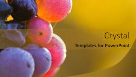  Presentation with vineyard - Beautiful presentation featuring young wine grapes on vineyard close-up backdrop and a gold colored foreground