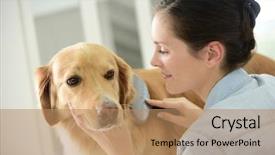  Presentation with grooming dog - Beautiful slide deck featuring young woman brushing her dog' backdrop and a coral colored foreground