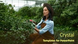  Presentation with flower woman - Slides having young-woman-gardener-cutting-flower background and a tawny brown colored foreground