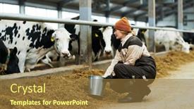  Presentation with dairy - PPT theme with young-woman-in-workwear-squatting background and a  colored foreground