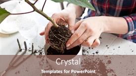  Presentation with new life baby plant - Theme enhanced with young-woman-is-transplanting background and a violet colored foreground