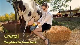  Presentation with cow - Audience pleasing PPT theme consisting of young woman milking cow backdrop and a tawny brown colored foreground