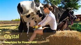  Presentation with cow - Amazing presentation design having young woman milking cow backdrop and a tawny brown colored foreground