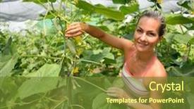  Presentation with cucumbers - Colorful slides enhanced with young woman picking fresh cucumbers in summer garden backdrop and a tawny brown colored foreground