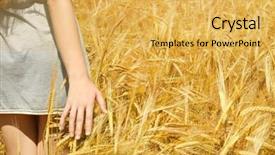 Presentation with summer wheat field blue - Presentation having young woman touching wheat on a field background and a yellow colored foreground