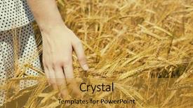  Presentation with wheat - Colorful presentation theme enhanced with young woman touching wheat on a field backdrop and a gold colored foreground