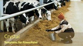  Presentation with livestock - PPT layouts enhanced with young-woman-with-bucket-full background and a tawny brown colored foreground