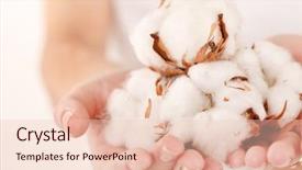  Presentation with plant cotton - Beautiful PPT theme featuring young woman with cotton flowers backdrop and a lemonade colored foreground