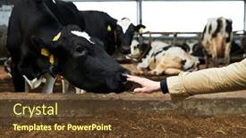  Presentation with animal cow - Presentation theme with young-worker-of-cowfarm-touching background and a tawny brown colored foreground