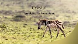  Presentation with foal - PPT theme with young-zebra-foal-equus-quagga background and a coral colored foreground