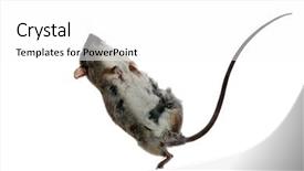  Presentation with white rat - Audience pleasing presentation theme consisting of your dead rat image need backdrop and a white colored foreground