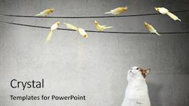  Presentation with pet - PPT theme having your lovely active pet background and a light gray colored foreground