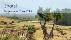  Presentation with strong wind - Presentation theme enhanced with yucca-plants-blown-by-strong background and a  colored foreground