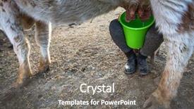  Presentation with cow - Amazing PPT theme having mongolian national clothes - woman milking a cow outdoor backdrop and a gray colored foreground