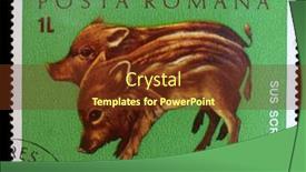  Presentation with pigs - 