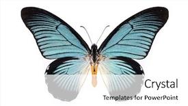  Presentation with butterfly - Colorful theme enhanced with zalmoxis beautiful butterfly with cyan backdrop and a white colored foreground
