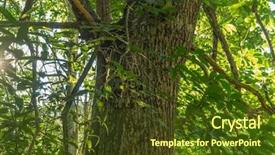  Presentation with ancient chinese tree - Slides featuring zamora spain trees over 500 background and a tawny brown colored foreground