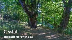  Presentation with ancient - PPT theme enhanced with zamora spain trees over 500 background and a dark gray colored foreground