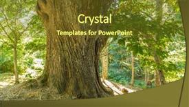  Presentation with scenery - Amazing slides having zamora spain trees over 500 backdrop and a tawny brown colored foreground