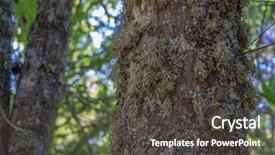  Presentation with ancient - Beautiful slides featuring zamora spain trees over 500 backdrop and a dark gray colored foreground
