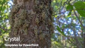  Presentation with ancient hindu scriptures - Theme with zamora spain trees over 500 background and a dark gray colored foreground