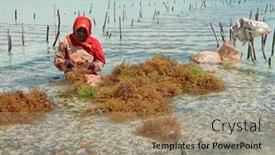  Presentation with zanzibar - 