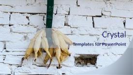  Presentation with zea mays - Cool new slides with zea mays - corn drying against a white backdrop and a  colored foreground