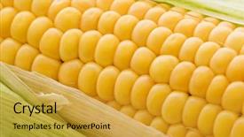  Presentation with zea mays - Audience pleasing presentation theme consisting of zea mays - corncob backdrop and a gold colored foreground