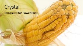  Presentation with zea mays - PPT layouts featuring zea mays - corncob background and a yellow colored foreground
