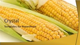  Presentation with zea mays - PPT layouts enhanced with zea mays - corncob background and a yellow colored foreground