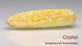  Presentation with zea mays - PPT layouts with zea mays - ear of sweet corn closeup background and a lemonade colored foreground