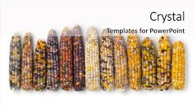  Presentation with corn cob - Colorful slide set enhanced with zea mays - row of fresh raw colorful backdrop and a white colored foreground