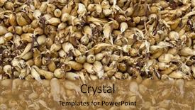  Presentation with zea mays - Slide deck featuring zea mays - stack of corn drying background and a gold colored foreground