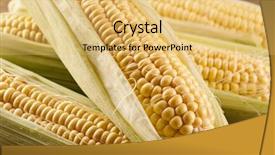  Presentation with zea mays - Audience pleasing PPT theme consisting of zea mays - sweet corn backdrop and a yellow colored foreground