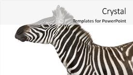  Presentation with 50 years - Cool new presentation theme with zebra 4 years in front of a white background backdrop and a white colored foreground