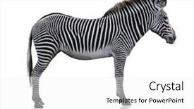  Presentation with stripe - Cool new presentation with zebra animal on white background backdrop and a white colored foreground