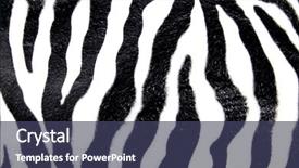  Presentation with animal print - Amazing PPT theme having zebra animal pattern for background backdrop and a  colored foreground