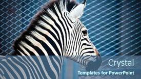  Presentation with cage - Audience pleasing presentation design consisting of zebra-at-the-zoo-locked backdrop and a ocean colored foreground