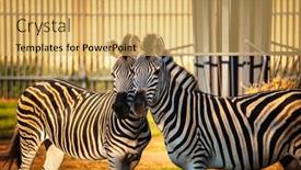  Presentation with cage - Colorful presentation enhanced with zebra-at-the-zoo-locked backdrop and a yellow colored foreground