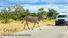  Presentation with exotic animals - Presentation with zebra-crosses-a-narrow-road background and a soft green colored foreground