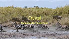  Presentation with serengeti africa - Slide set consisting of zebra crossing a river background and a tawny brown colored foreground