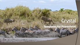  Presentation with serengeti africa - Audience pleasing slide deck consisting of zebra crossing a river backdrop and a coral colored foreground